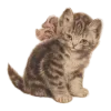 🐈‍⬛
