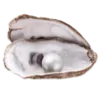 🐚