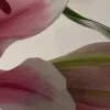 🤩