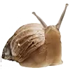 🫐