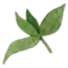 🍃