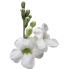 💐