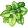 🌱