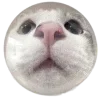 🐱