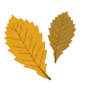 🍂