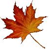 🍁