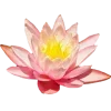 🤩
