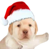 🎄