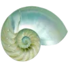 🐚