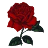 🌹