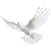 🕊
