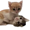 🫂