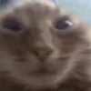 🙀