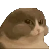 🐱