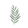 🌿