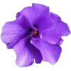 🌺