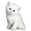 🐱
