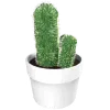 🌵