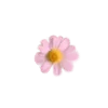 🌼