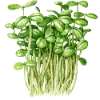 🌱