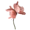 🌸