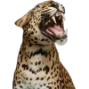 🐅