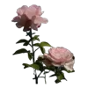 💐