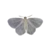 🦋