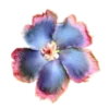 🌸