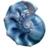 🐚
