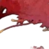 🍷