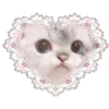 🐱