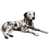 🐶