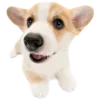 🐶