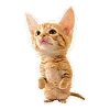 😹