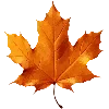 🍁