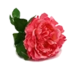 🌺