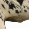 🫀