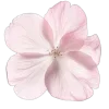 🌸