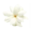 🌺