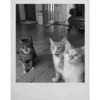 🐈