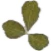 🌱