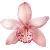 🌸