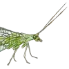 🦗