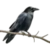 🐦‍⬛️