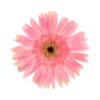 🌷