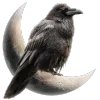 🐦‍⬛️