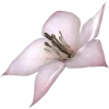 🌸
