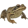🐸