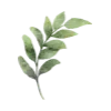 🌿